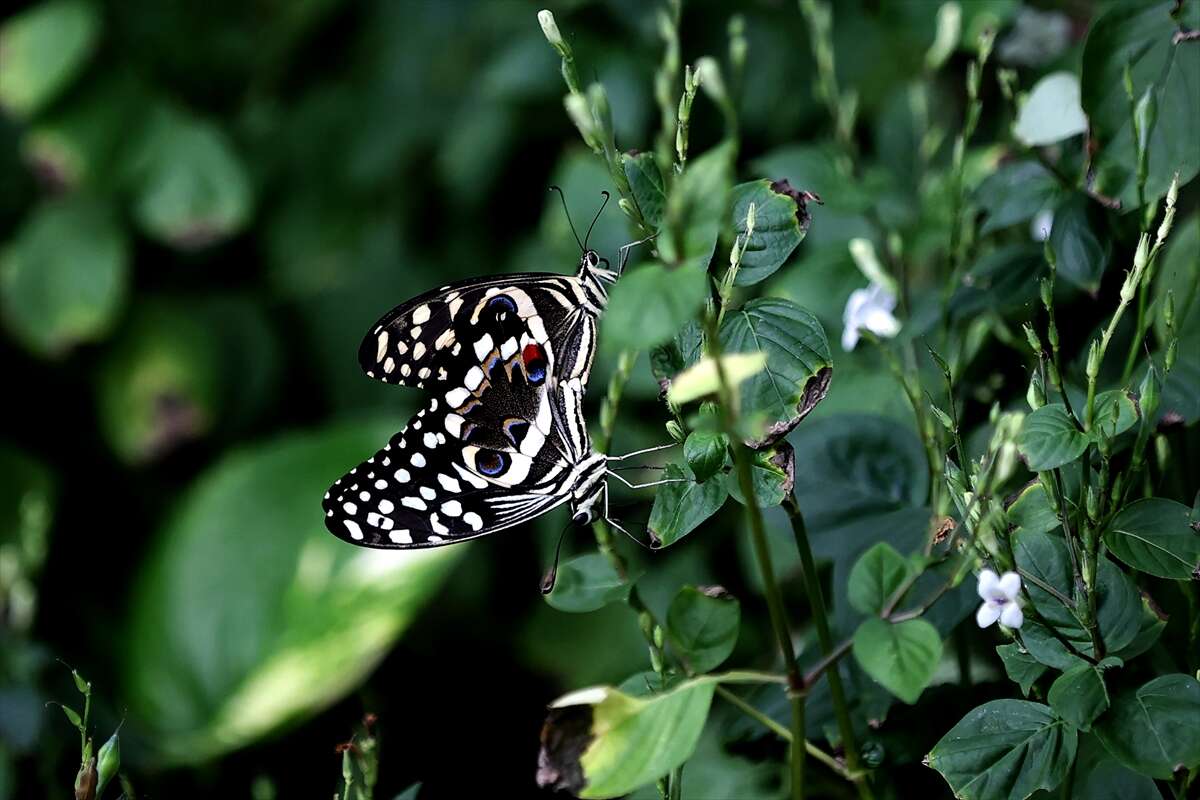Şebi Arus için gelenler Konya’nın ünlü mekanında huzur bulacak 14